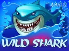 Wild Shark